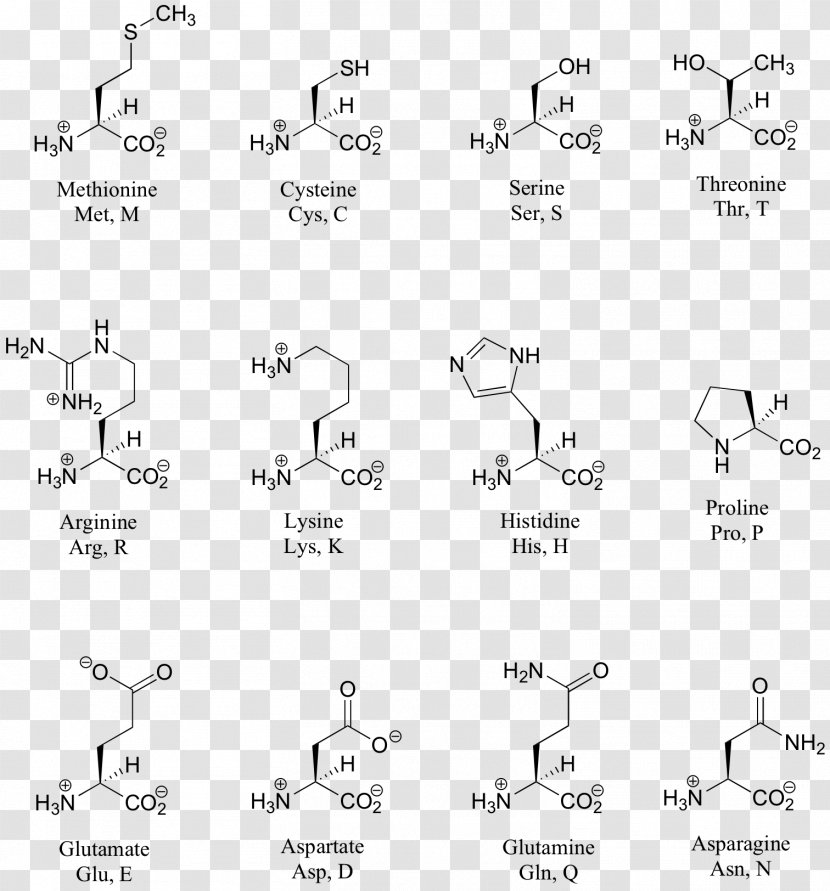 Structure Chart Amino Acid - Amine - Emphasis Transparent PNG
