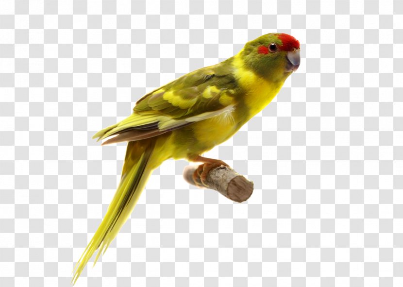 Parrot Bird - Feather - Yellow Transparent PNG