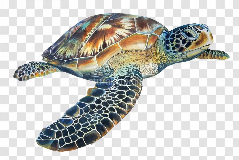 Loggerhead Sea Turtle Hawksbill Tortoise - Cartoon Transparent PNG