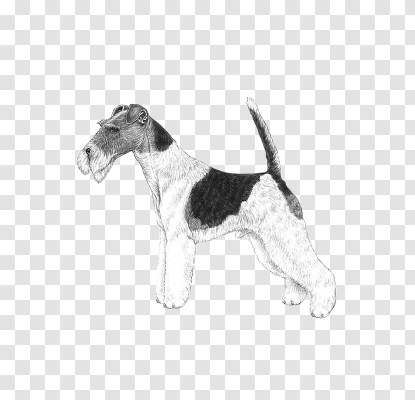 Wire Hair Fox Terrier Petit Basset Griffon Vendéen Dog Breed Grand - Drawing - West Highland Transparent PNG