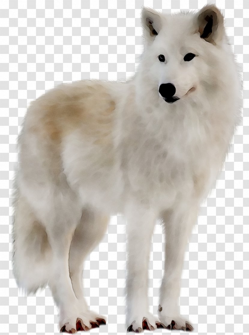 Samoyed Dog Canadian Eskimo Breed American Alaskan Tundra Wolf - Canis Lupus Tundrarum Transparent PNG