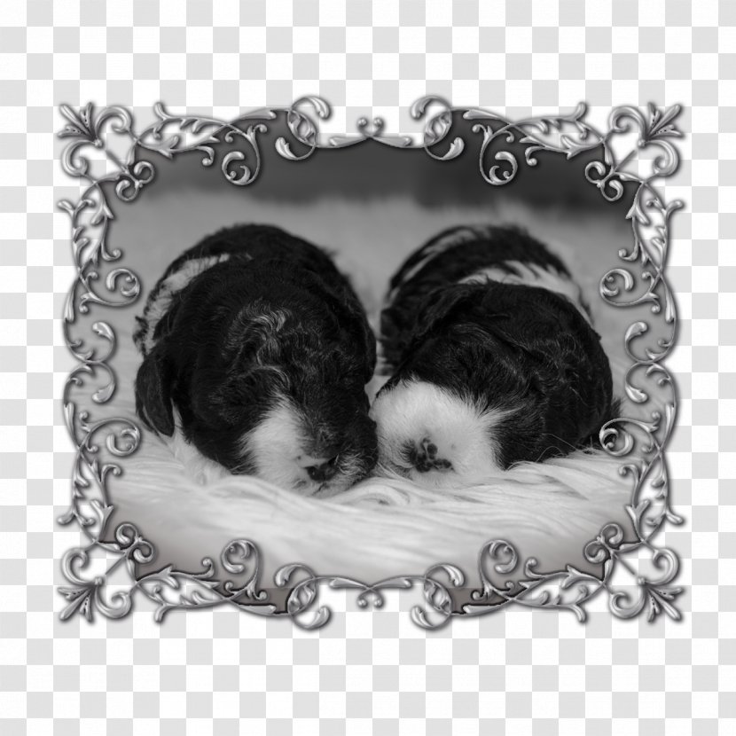 Dog Breed Shih Tzu Puppy Love Picture Frames - Like Mammal Transparent PNG