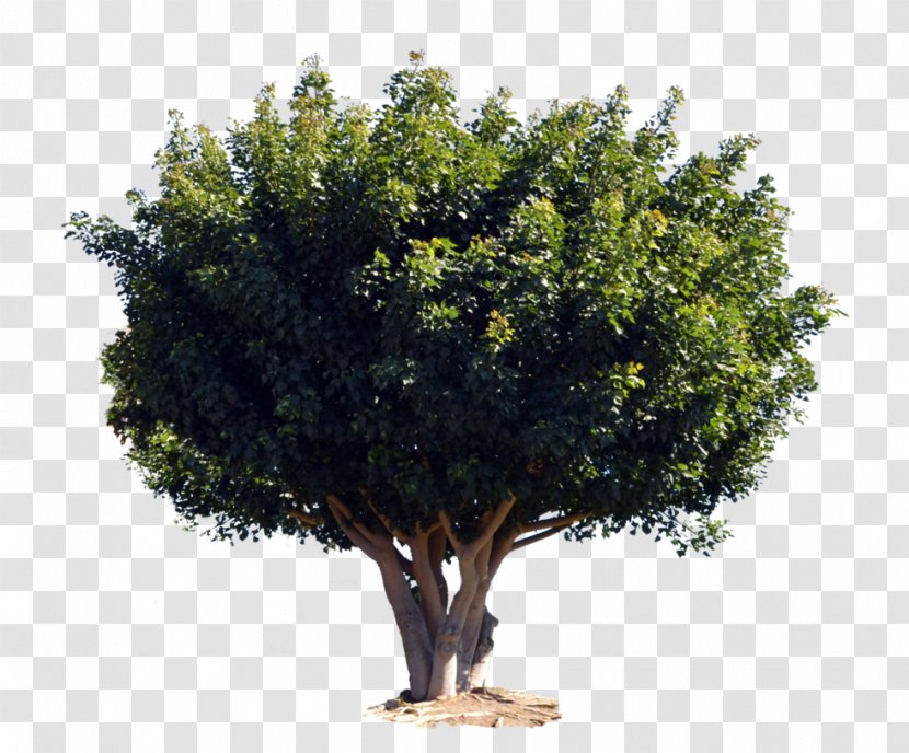 Branch Shrub Evergreen Tree Barringtonia Asiatica - Fruit Transparent PNG
