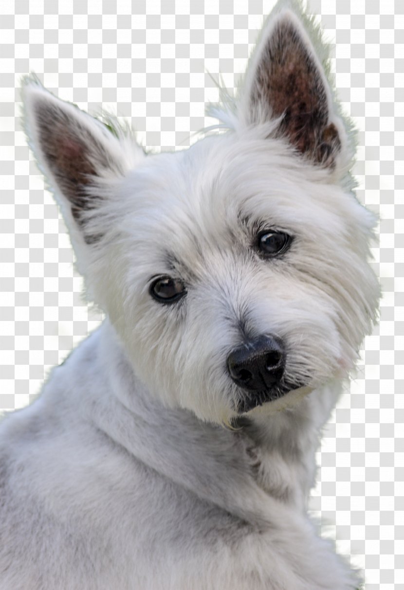 West Highland White Terrier Cairn Dog Breed Companion - Puppy Transparent PNG