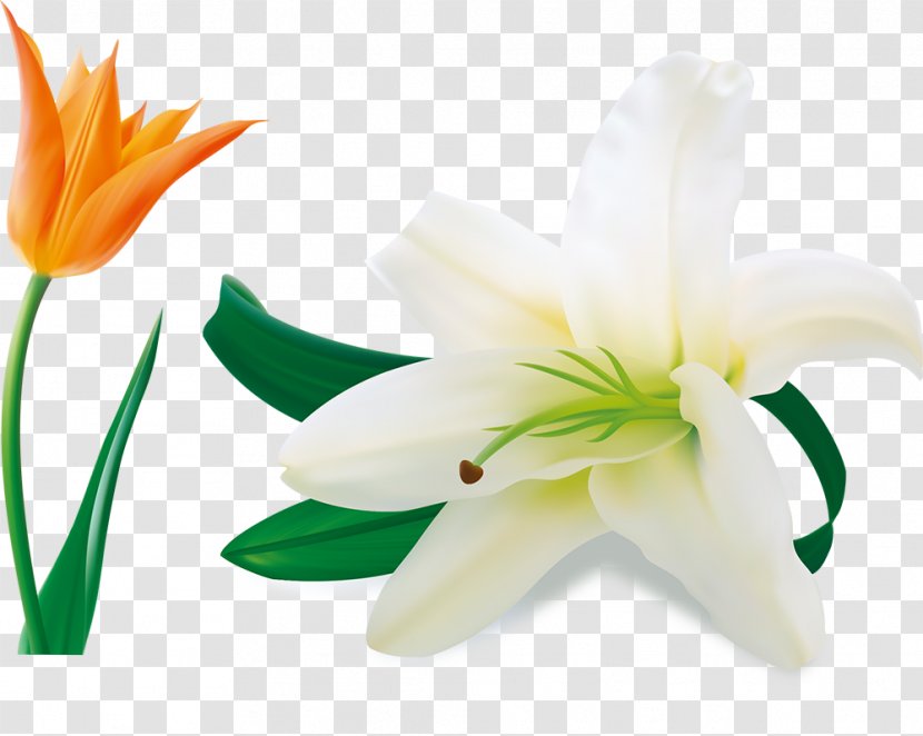 Easter Lily Lilium Candidum Arum-lily Flower - Floral Design - Beautiful Transparent PNG
