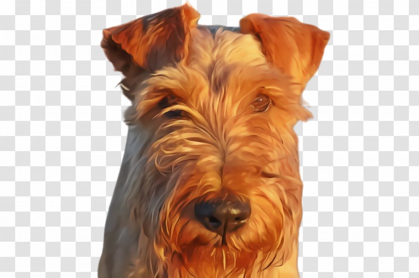 Dog Breed Terrier Irish Snout - Scottish Yorkshire Transparent PNG