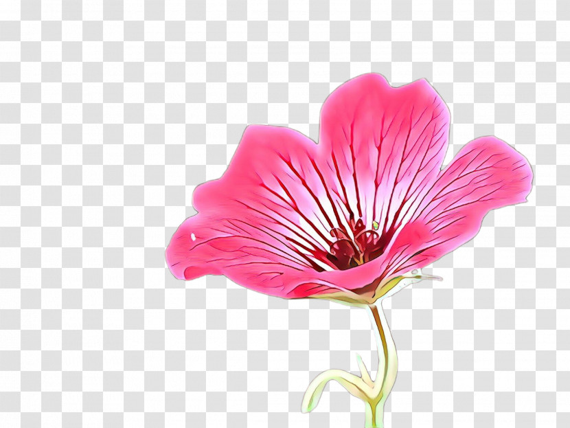 Flower Petal Plant Pink Peruvian Lily Transparent PNG
