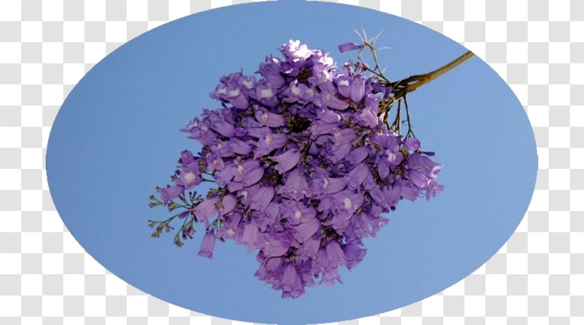 Cherry Blossom Lilac ST.AU.150 MIN.V.UNC.NR AD - Spring Transparent PNG
