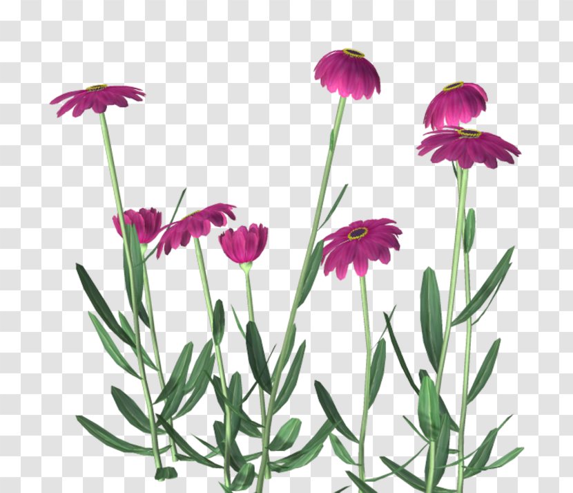 Flower Yellow Purple Clip Art - Annual Plant Transparent PNG