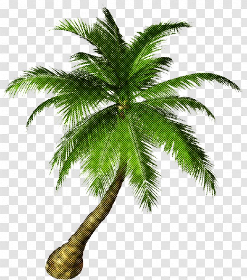 Palm Tree - Leaf - Attalea Speciosa Elaeis Transparent PNG
