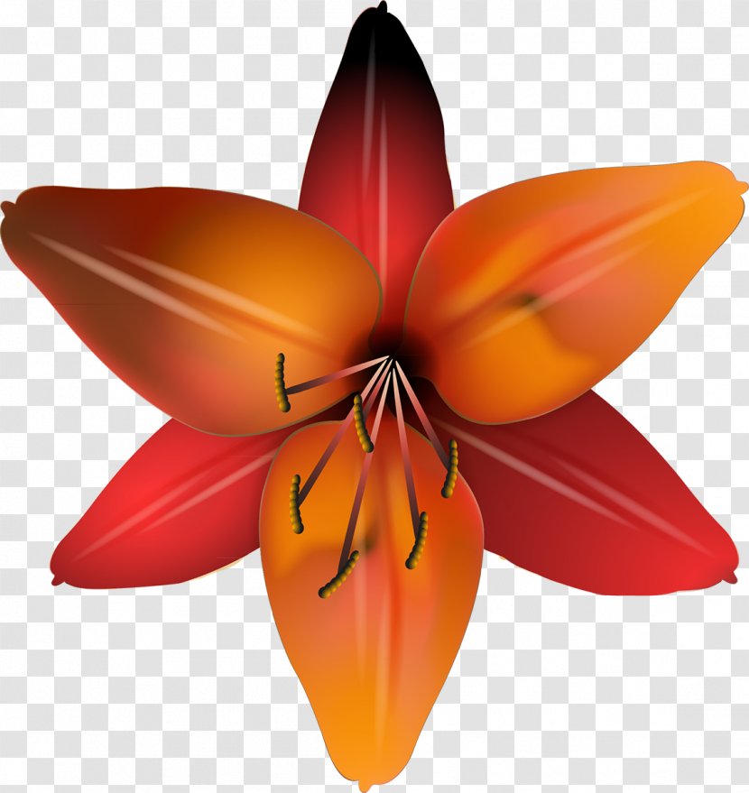 Cut Flowers Flowering Plant Petal - Lilly Transparent PNG