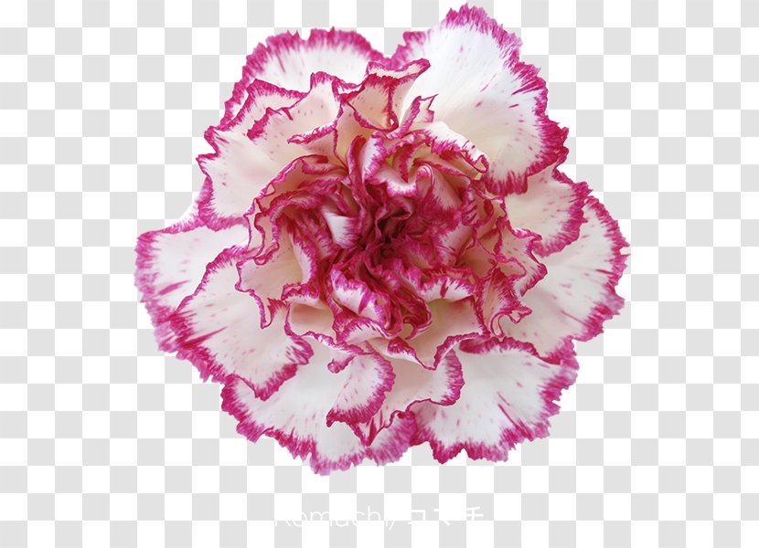 Carnation Cut Flowers Petal China Pink - Plant - Flower Transparent PNG