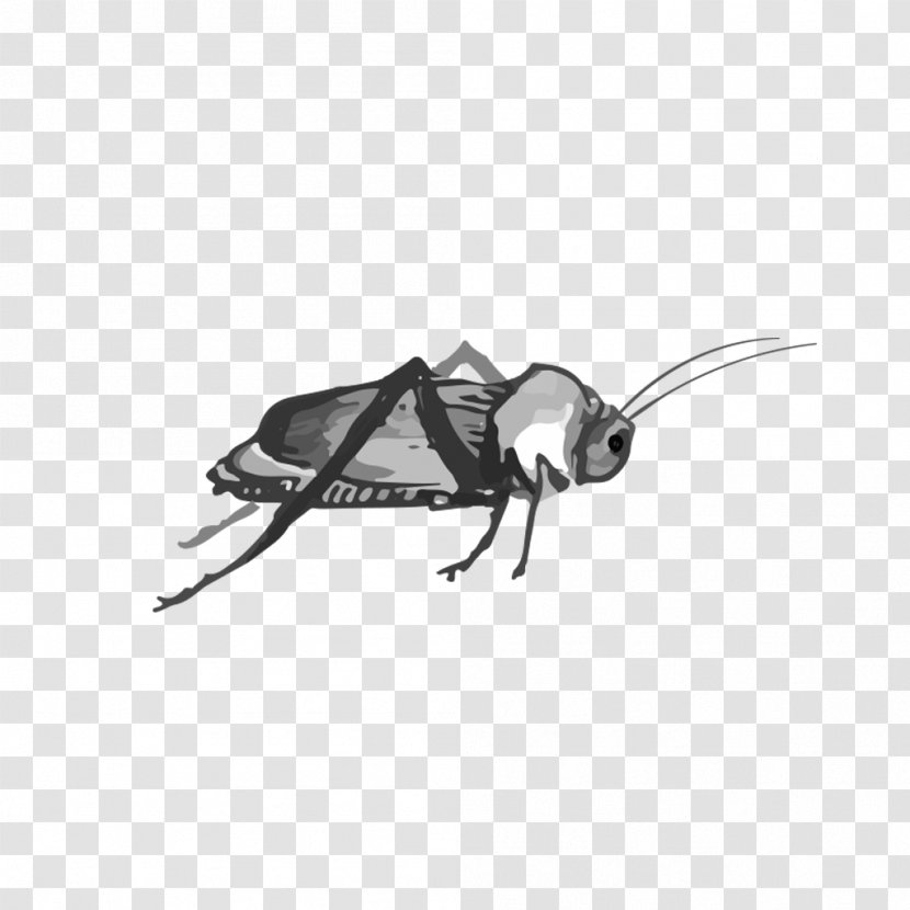 Cockroach Insect - Arthropod - Watermelon Grasshopper Transparent PNG