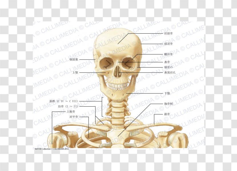 Human Anatomy Neck Bone Coronal Plane - Cartoon - Skeleton Transparent PNG