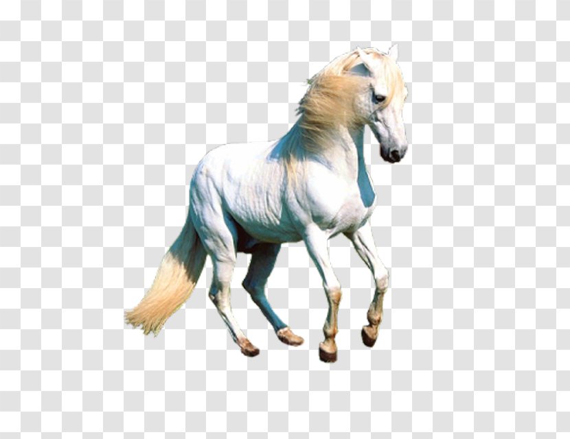 Unicorn Horse Pegasus Desktop Wallpaper - Mustang Transparent PNG