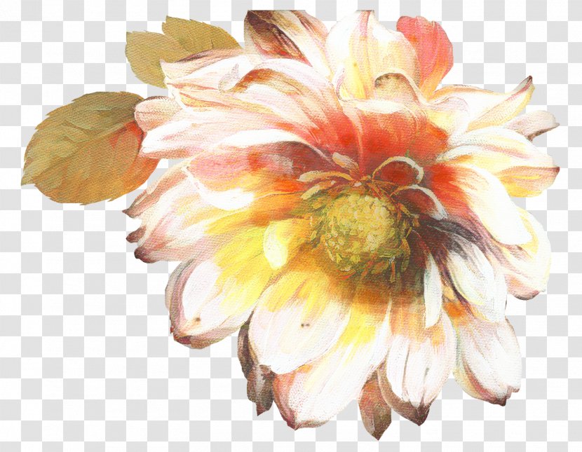 Flowers Background - Transvaal Daisy - Peach Wildflower Transparent PNG