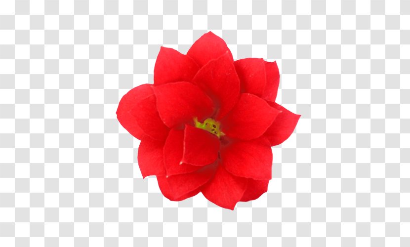 Amigo Plant Garden Roses Cut Flowers Widow's-thrill - Magenta - Flower Red Safflower Framework Transparent PNG