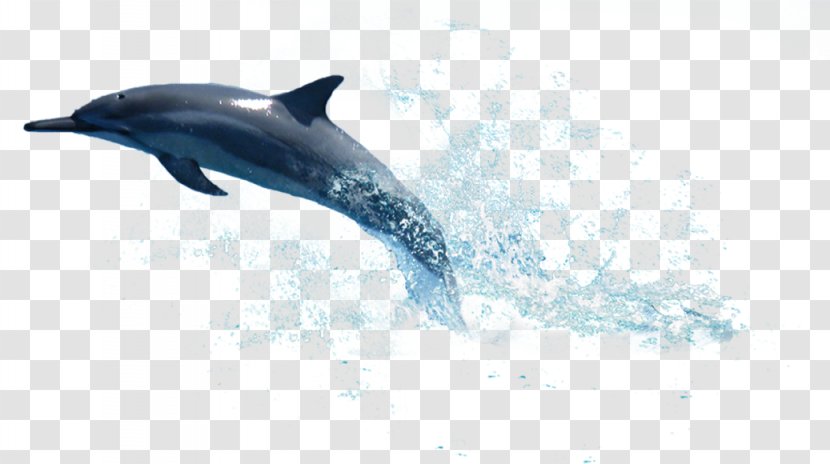 La Plata Dolphin Clip Art - Rough Toothed Transparent PNG