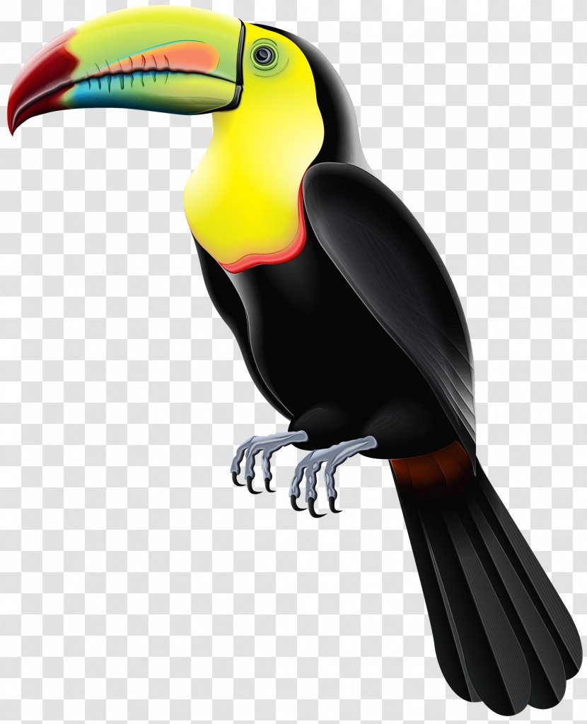 Toucan Beak Product Design - Piciformes - Vertebrate Transparent PNG