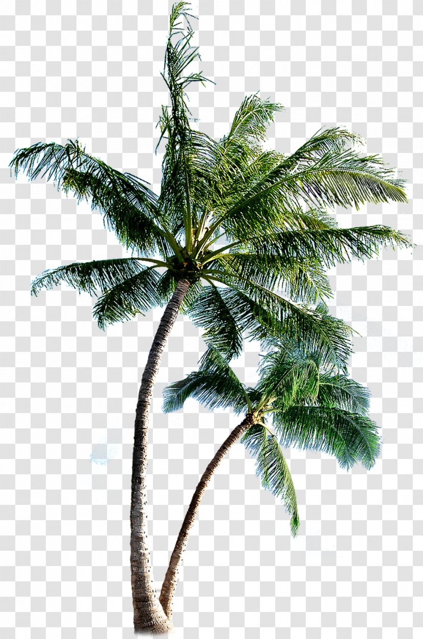 Island Eleuthera Clip Art - Coconut - Palm Border Transparent PNG