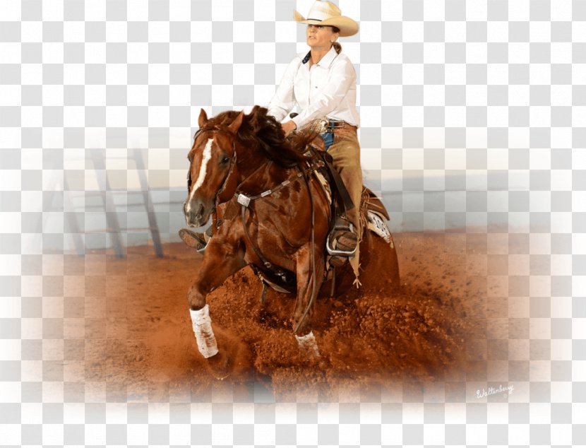 Mustang Reining Stallion Mare Transparent PNG