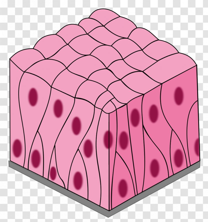 Simple Columnar Epithelium Pseudostratified Squamous Stratified - Biology - TISSUE Transparent PNG