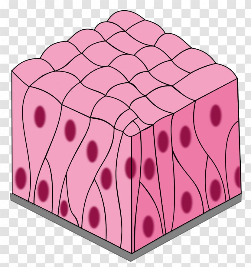 Simple Columnar Epithelium Pseudostratified Squamous Stratified