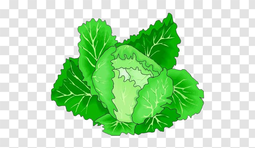 Leaf Vegetable Cabbage Clip Art - Cartoon Green Vegetables Transparent PNG