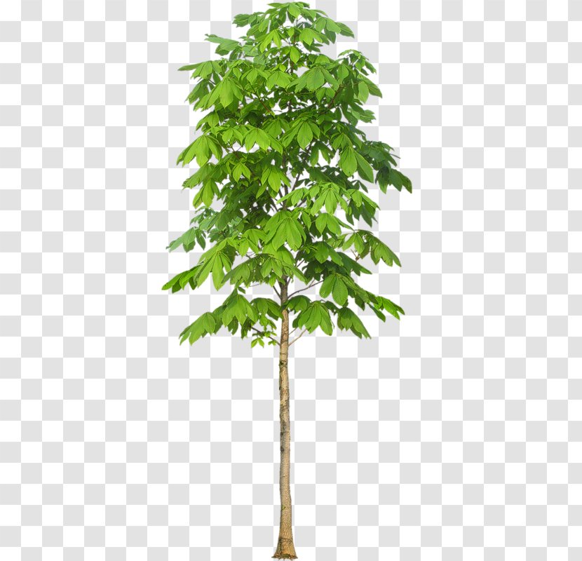 Stock Photography Royalty-free Tree - Flowerpot - ืnature Transparent PNG