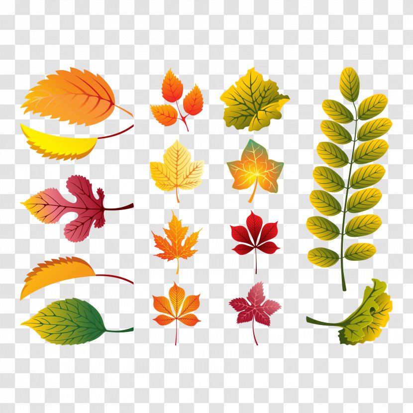 Autumn Leaf Color Euclidean Vector - Floral Design - Leaves Transparent PNG