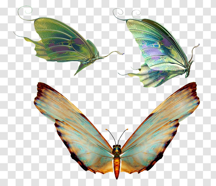 Butterfly Insect - Arthropod - Mariposas Transparent PNG