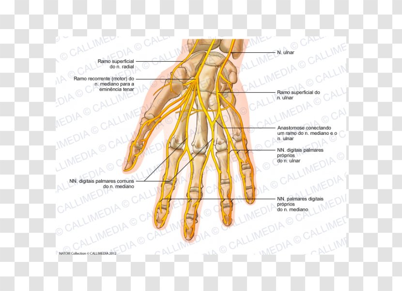 Ulnar Nerve Hand Human Anatomy Nervous System - Flower Transparent PNG