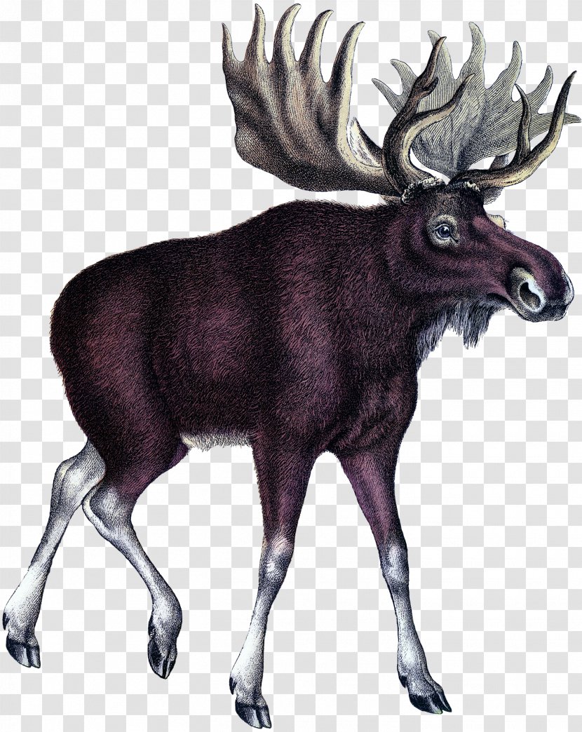 Moose Deer Art Printmaking Transparent PNG