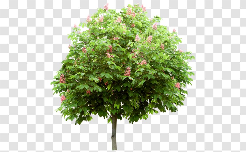 Branch Tree Mediterranean Cypress Shrub Leaf - Evergreen - Verdure Transparent PNG