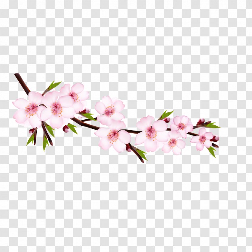 Vector Graphics Cherry Blossom Illustration Royalty-free Clip Art - Peach Transparent PNG