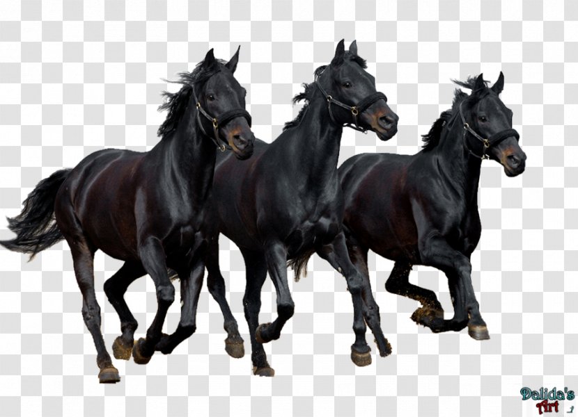 Stallion Curly Horse Black Desktop Wallpaper Bay - Tall Transparent PNG