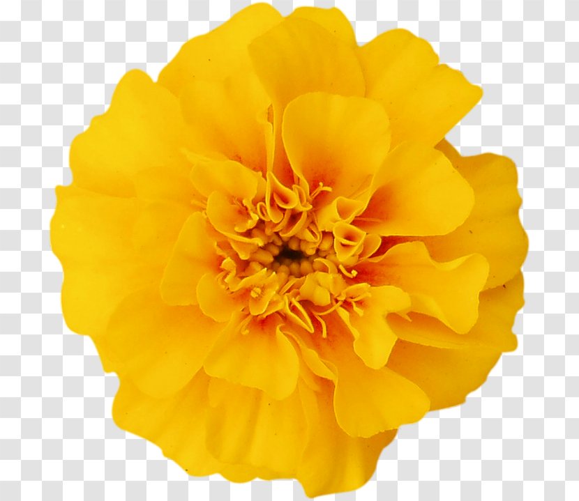 Flowers Background - Petal - Tagetes Patula Plant Transparent PNG