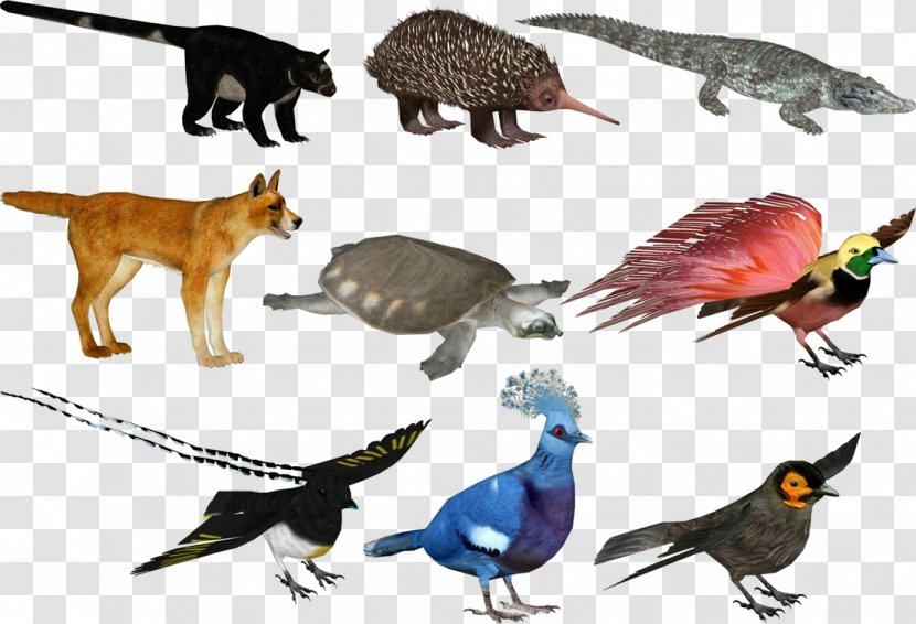 Zoo Tycoon 2: Jurassic Park Pack New Guinea Singing Dog Beak - Galliformes - Bird Transparent PNG