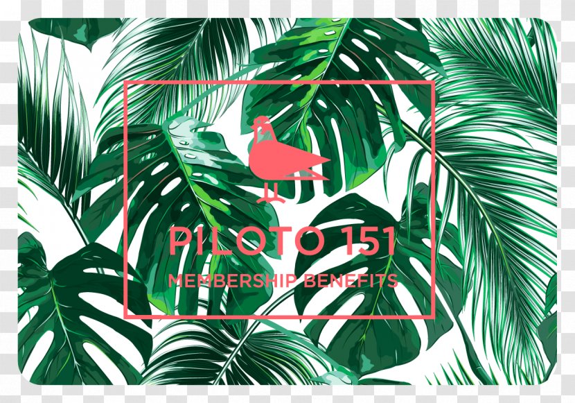 Arecaceae Palm-leaf Manuscript Desktop Wallpaper - Green - Leaf Transparent PNG