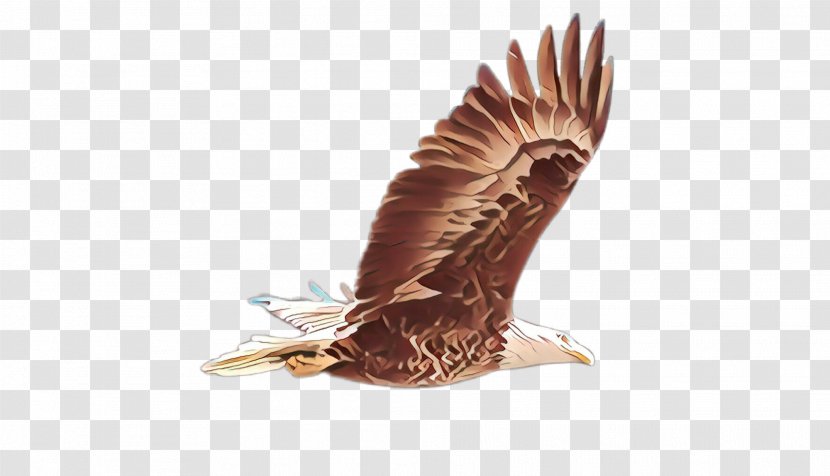 Bird Eagle Of Prey Kite Hawk - Cartoon - Bald Northern Harrier Transparent PNG