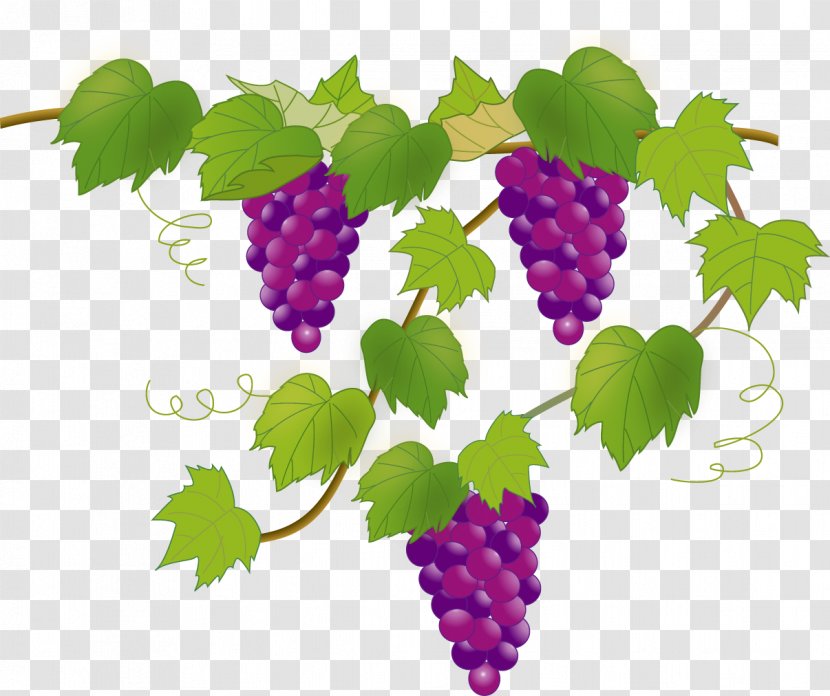 Grape Illustrator Image Illustration Fruit - Pione Transparent PNG