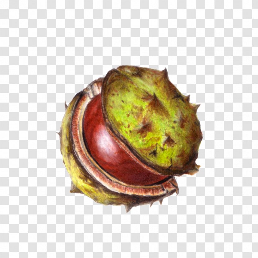 Chestnut Conkers Colored Pencil Drawing - Twig Transparent PNG