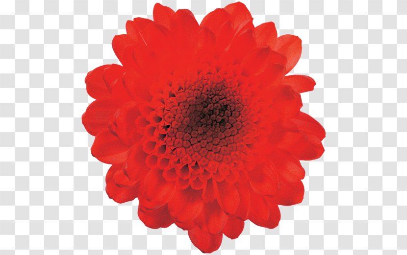 Desktop Wallpaper Flower Clip Art - Red Transparent PNG