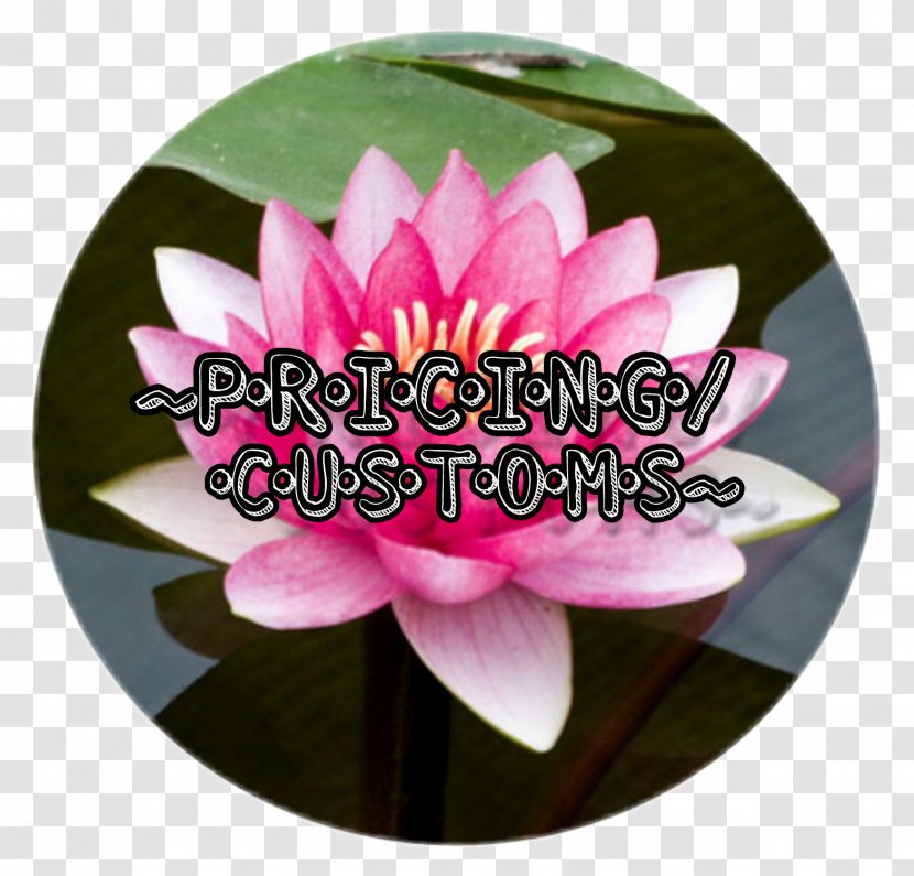 Sahasrara Chakra Yoga Lotus Position Meditation - Pink - Hen Species Transparent PNG