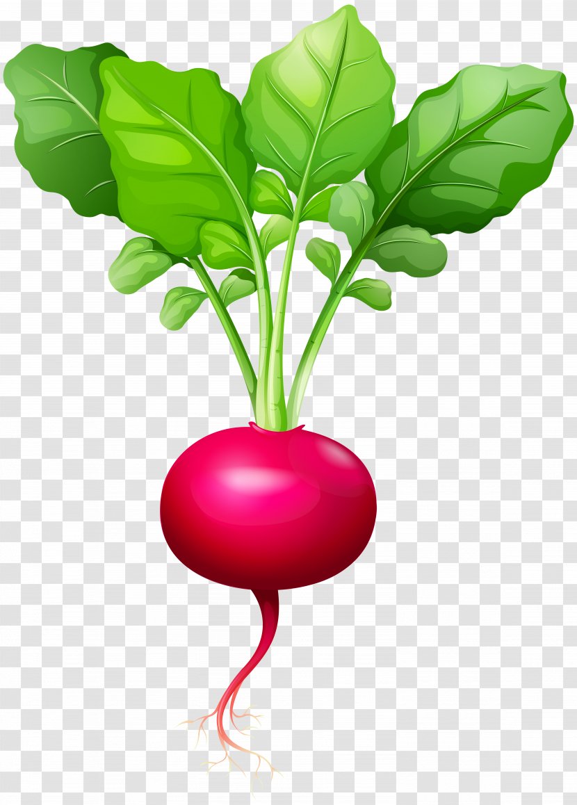 Daikon Beetroot Leaf Vegetable Clip Art - Beet - Radish Transparent PNG