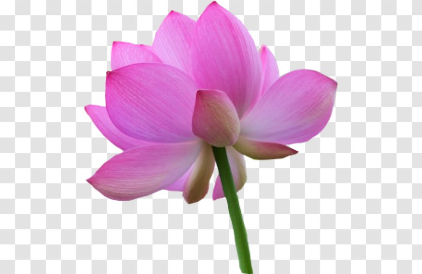 Flower Digital Image Clip Art - Motif - Lotus Transparent PNG