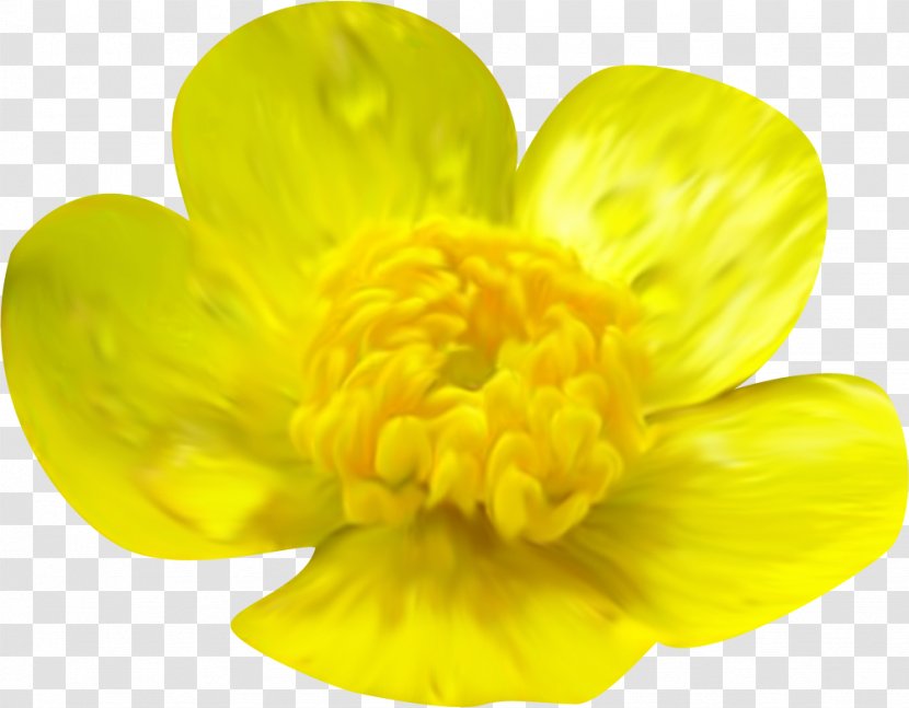 Yellow Flower Orange Clip Art - Daisy Family - Tem Transparent PNG
