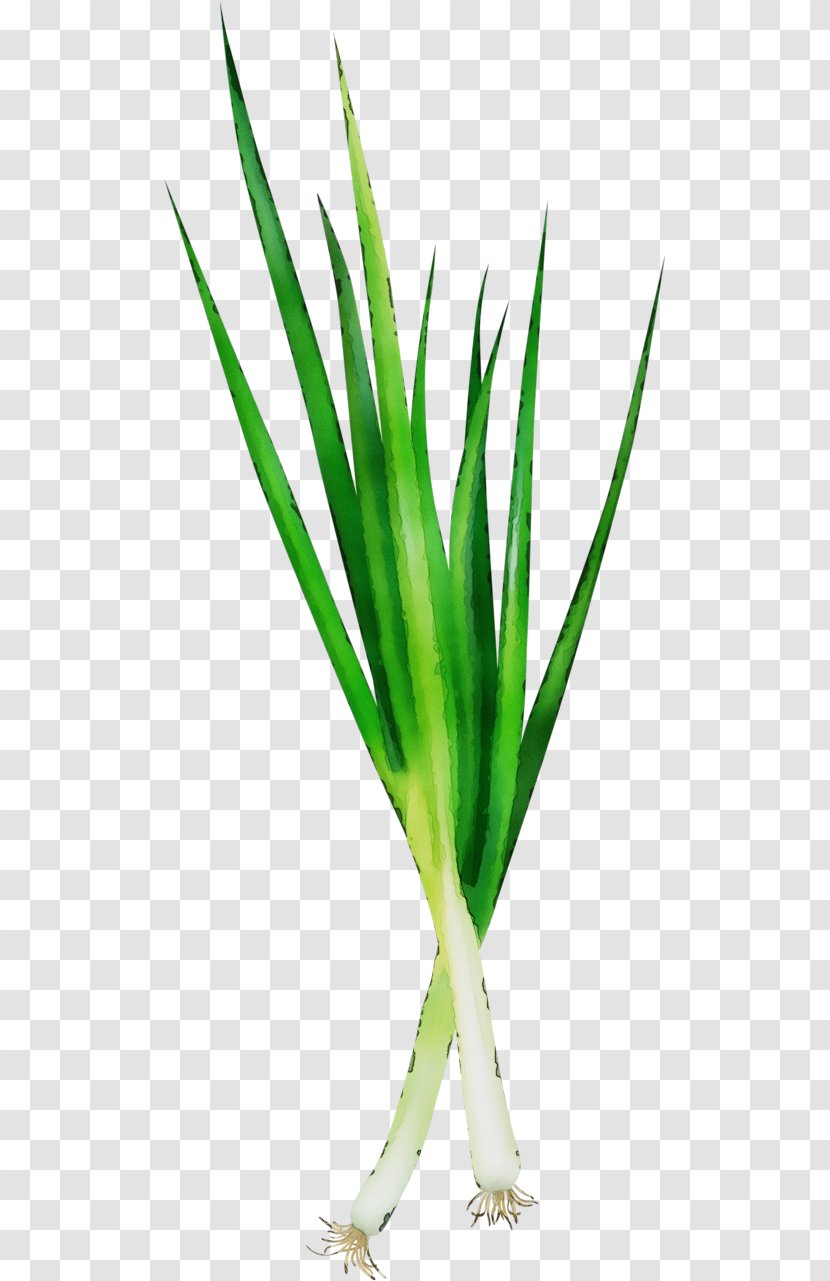 Plant Green Leaf Vegetable Grass - Chives - Stem Family Transparent PNG