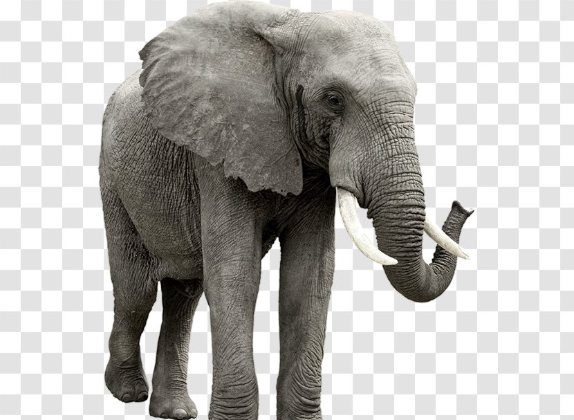 African Elephant Clip Art - Snout Transparent PNG