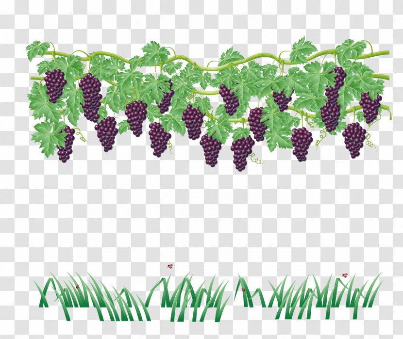 Common Grape Vine Wine Leaves - Tree - Vector Grapes Transparent PNG